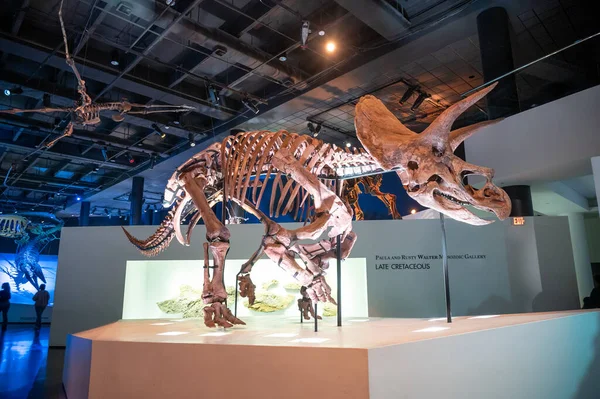 Χιούστον Τέξας Απριλίου 2023 Εκθέματα Δεινοσαύρων Στο Μουσείο Φυσικών Επιστημών — Φωτογραφία Αρχείου