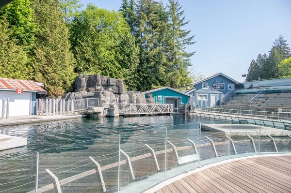 Vancouver Brittiläinen Kolumbia Toukokuuta 2023 Suositun Vancouver Aquarium Nähtävyyden Sisällä — kuvapankkivalokuva