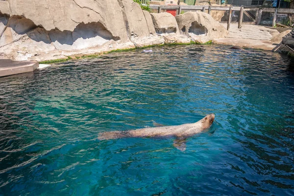 Vancouver Brits Columbia Mei 2023 Binnen Het Populaire Vancouver Aquarium — Stockfoto