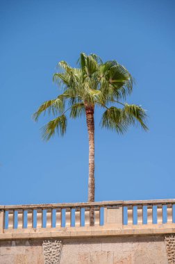 Palmiye ağaçları ve İspanyol mimarisi.