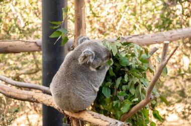 Koala at the San Diego Zoo.