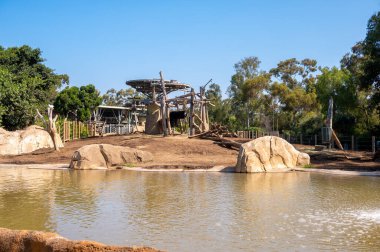 African elephant in the habitat at the San Diego Zoo.