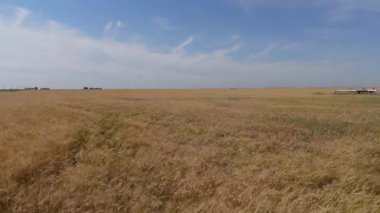 Aerial view of a field of barley in rural Alberta, Canada.