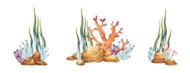 Deniz yosunları. Su altı okyanus bitkileri, deniz mercan elementleri. Beyaz arka planda izole edilmiş. Suluboya çizimi.