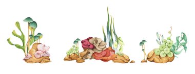 Deniz yosunları. Su altı okyanus bitkileri, deniz mercan elementleri. Beyaz arka planda izole edilmiş. Suluboya çizimi.