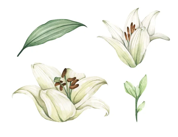 Набір Білих Лілій Білі Квіти Вітальних Листівок Запрошення Весілля Листівки — стокове фото