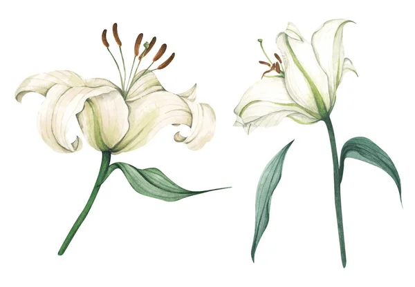 Beyaz Zambak Seti Tebrik Kartları Için Beyaz Çiçekler Düğün Davetiyeleri — Stok fotoğraf