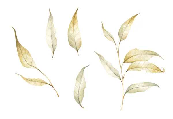 Verzameling Van Veelkleurige Gevallen Herfstbladeren Geïsoleerd Witte Achtergrond Aquarelillustratie — Stockfoto
