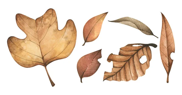 Coleção Folhas Outono Caídas Multicoloridas Isolado Fundo Branco Ilustração Aquarela — Fotografia de Stock