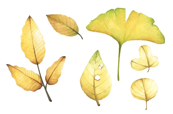 Coleção Folhas Outono Caídas Multicoloridas Isolado Fundo Branco Ilustração Aquarela — Fotografia de Stock