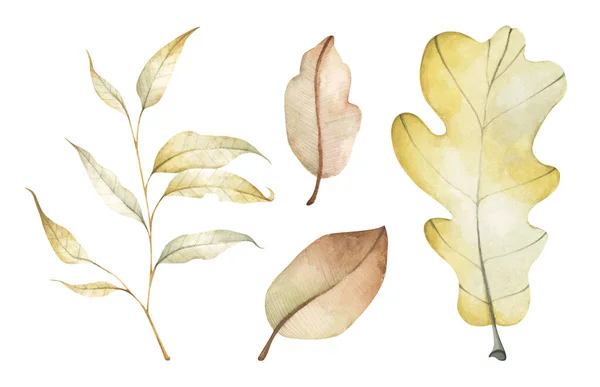 Sokszínű Őszi Levelek Gyűjteménye Elszigetelve Fehér Háttérrel Akvarell Illusztráció — Stock Fotó