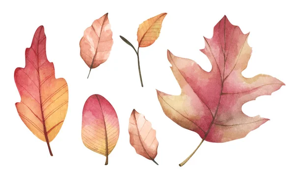 Коллекция Разноцветных Осенних Листьев Изолированный Белом Фоне Акварель — стоковое фото