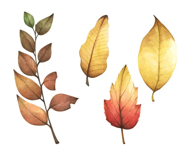 多色の秋の葉のコレクション 白い背景に隔離されている 水彩画 — ストック写真