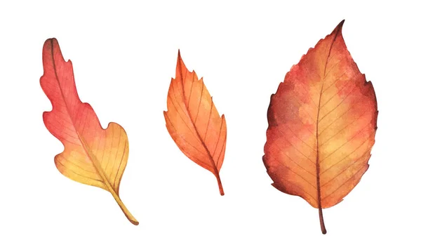 多色の秋の葉のコレクション 白い背景に隔離されている 水彩画 — ストック写真