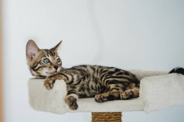 Bengal kedisi bebek kaplan evcil hayvanı. Yüksek kalite fotoğraf