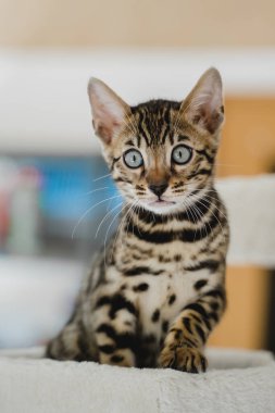 Bengal kedisi bebek kaplan evcil hayvanı. Yüksek kalite fotoğraf