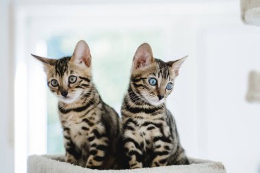 Bengal kedisi bebek kaplan evcil hayvanı. Yüksek kalite fotoğraf