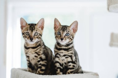 Bengal kedisi bebek kaplan evcil hayvanı. Yüksek kalite fotoğraf
