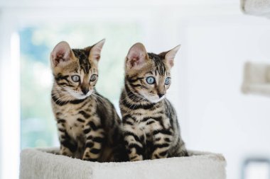 Bengal kedisi bebek kaplan evcil hayvanı. Yüksek kalite fotoğraf