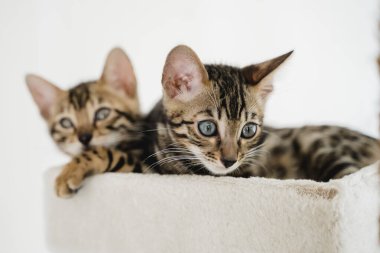 Bengal kedisi bebek kaplan evcil hayvanı. Yüksek kalite fotoğraf