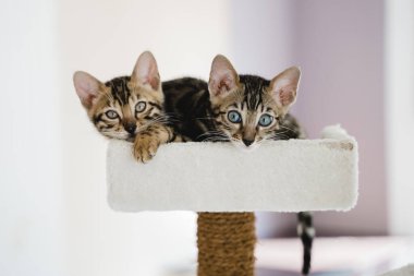 Bengal kedisi bebek kaplan evcil hayvanı. Yüksek kalite fotoğraf