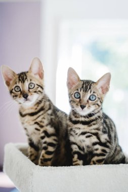 Bengal kedisi bebek kaplan evcil hayvanı. Yüksek kalite fotoğraf