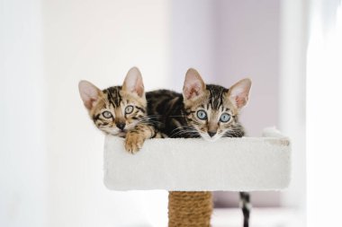 Bengal kedisi bebek kaplan evcil hayvanı. Yüksek kalite fotoğraf