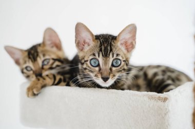 Bengal kedisi bebek kaplan evcil hayvanı. Yüksek kalite fotoğraf