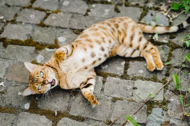 Bengal kedisi bebek kaplan evcil hayvanı. Yüksek kalite fotoğraf