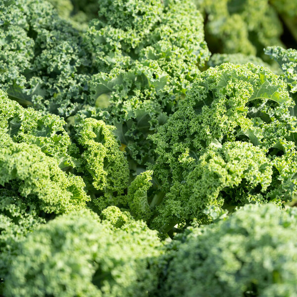 green leaves of cabbage on field