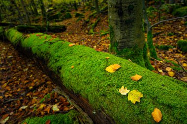 Odenwald 'da yosun kaplı kaya blokları