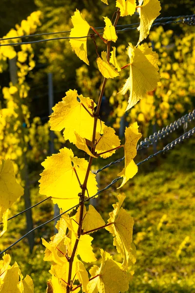 Expérience Vin Dans Vallée Inférieure Neckar — Photo