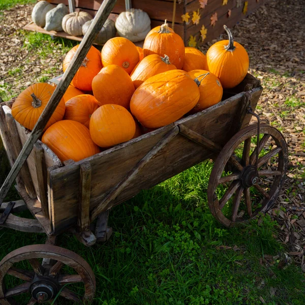 Boost Fall Sales with Pumpkin Merchandising