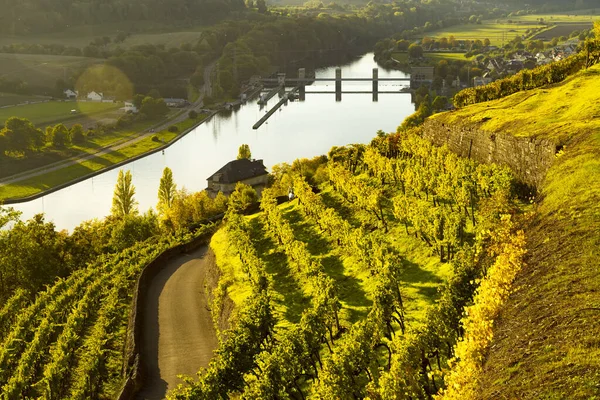 Expérience Vin Dans Vallée Inférieure Neckar Images De Stock Libres De Droits