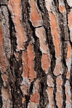 Ağaç gövdesindeki desenli ağaç kabuğu. Yüksek kalite fotoğraf