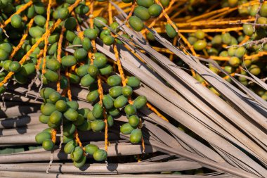 Bahçedeki kuru palmiye yapraklarının üzerinde yeşil zeytin yatar. İspanya 'da güneşli bir gün