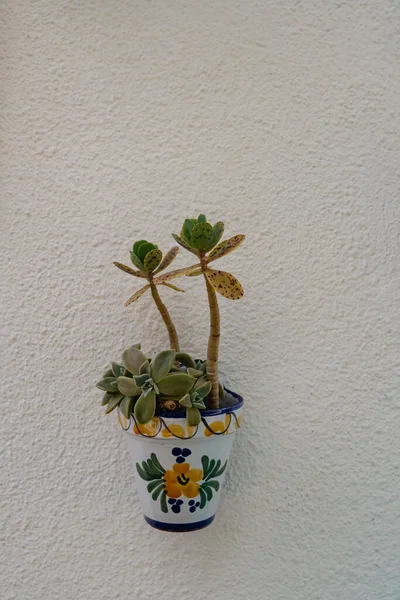 A beautiful flower pot is fixed on a clean white wall of the house. Spring day in Spain