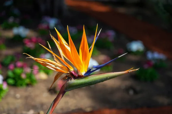Flower bird of paradise in the garden in spring. Bright colors in a manicured garden
