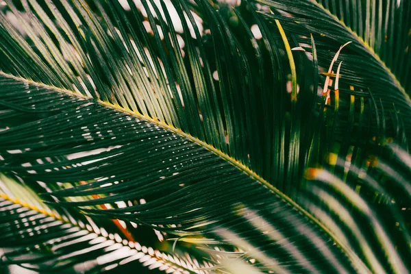 Palmblätter Garten Frühling Erstaunlicher Rhythmischer Hintergrund Der Blätter — Stockfoto