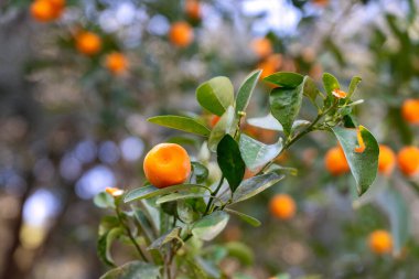 İyi korunmuş bir bahçede parlak turuncu mandalinalar. İspanya 'da güneşli sıcak bir gün