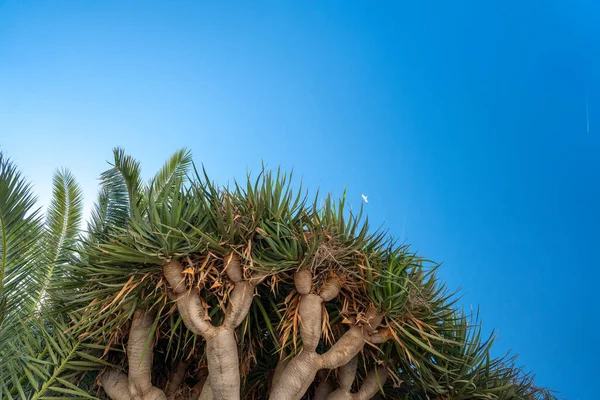 Korona Tropikalnych Drzew Niebie Grube Pnie Zielone Liście Słoneczny Wiosenny — Zdjęcie stockowe