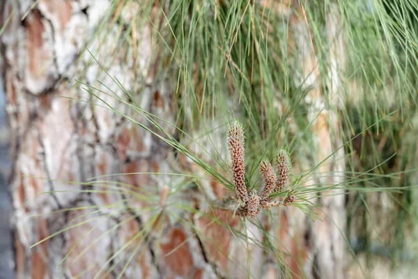 針葉樹熱帯の木の背景 公園の春に茶色の幹の背景に緑の針 — ストック写真