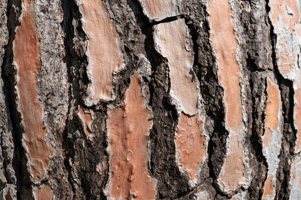 Kora Teksturowana Pniu Drzewa Wysokiej Jakości Zdjęcie — Zdjęcie stockowe
