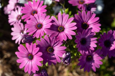 Baharda bahçede parlak çiçekler. İspanya 'da güneşli ve sıcak bir gün
