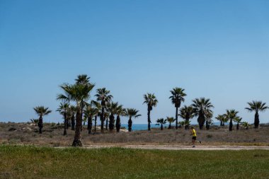 Deniz kenarındaki kum tepelerinde koşuyor. İspanya 'da deniz kenarında, gökyüzünün arka planına karşı palmiye ağaçları arasında bir patika.
