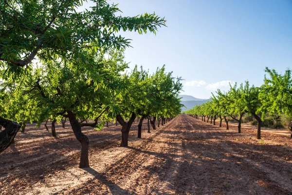 Olivový Háj Slunečného Jarního Dne Zelené Olivy Větvích Španělské Zahrady — Stock fotografie