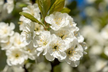Güneşli bir günde bahar bahçesinde elma ağacı çiçekleri. Yeşil dallarda güzel beyaz yapraklar. Letonya