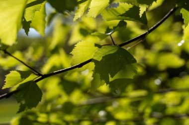 Baharda güneşli bir günde yeşil yapraklar. Genç yapraklar arka planda..