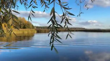 Gölün kıyısında güneşli bir günde yürümek. Ekim ayında arka planda kamış olan ağaçların üzerindeki sarı yapraklar. Letonya 'da sıcak bir gün