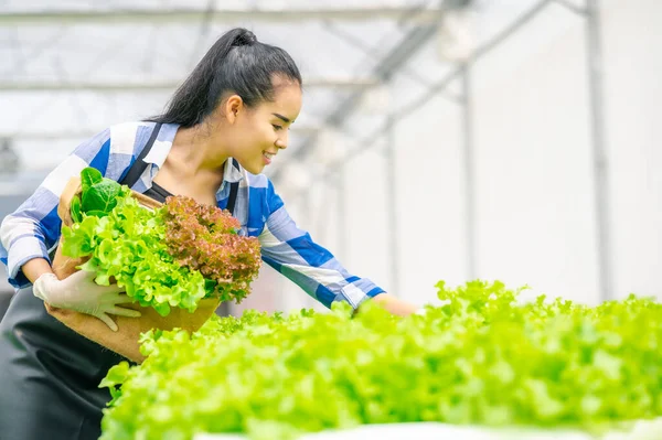 Happy Asian Woman Holding Vegetables Basket Harvesting Lettuce Hydroponics Farm Images De Stock Libres De Droits